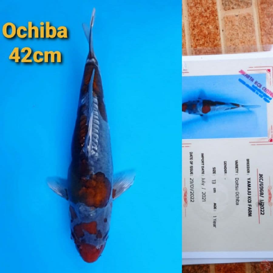 YAMAJYU OCHIBA 42CM SERTI