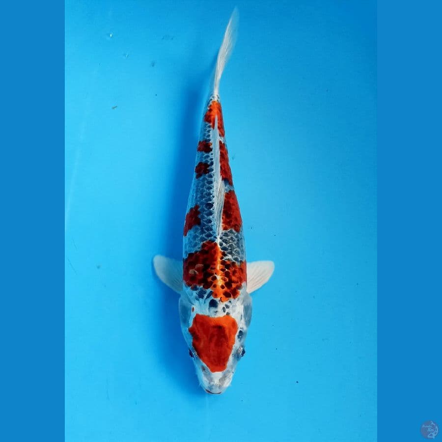 kujaku 28cm