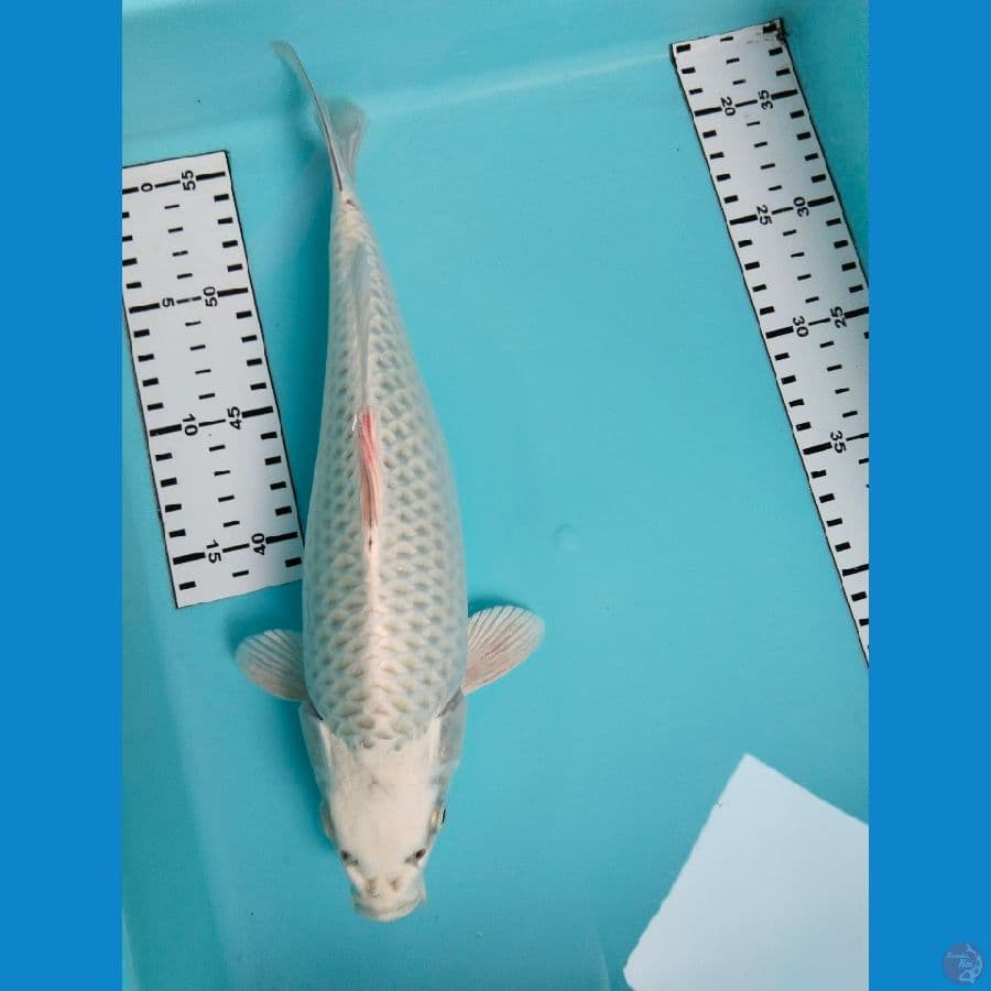 mukasi 32cm
