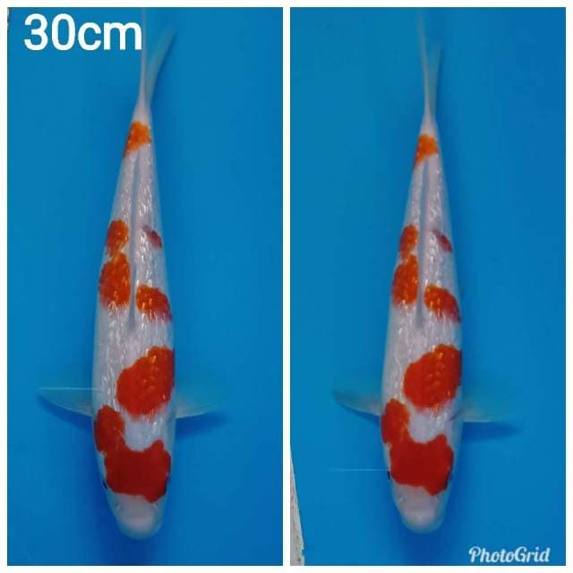Sakura kohaku full ginrin