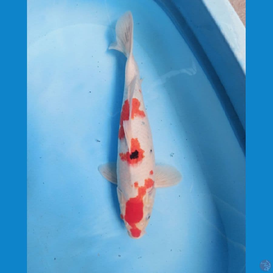 Showa 39 cm