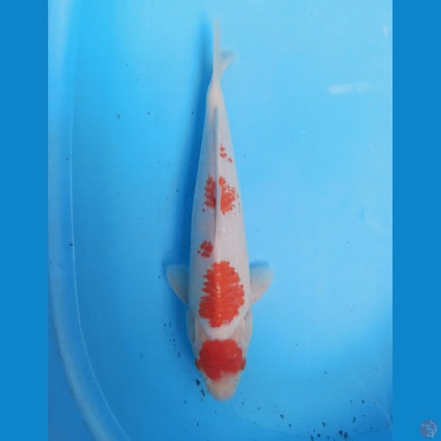 Kohaku 37 cm