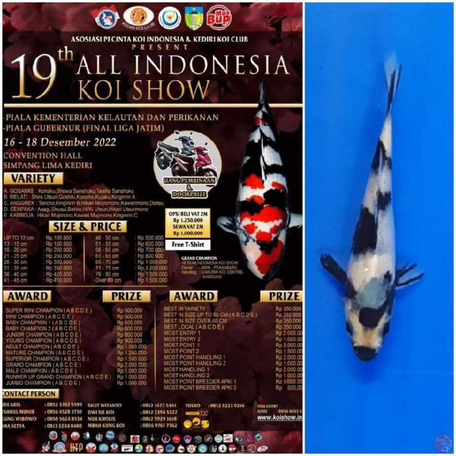 SHIRO READY SHOW 11 CM