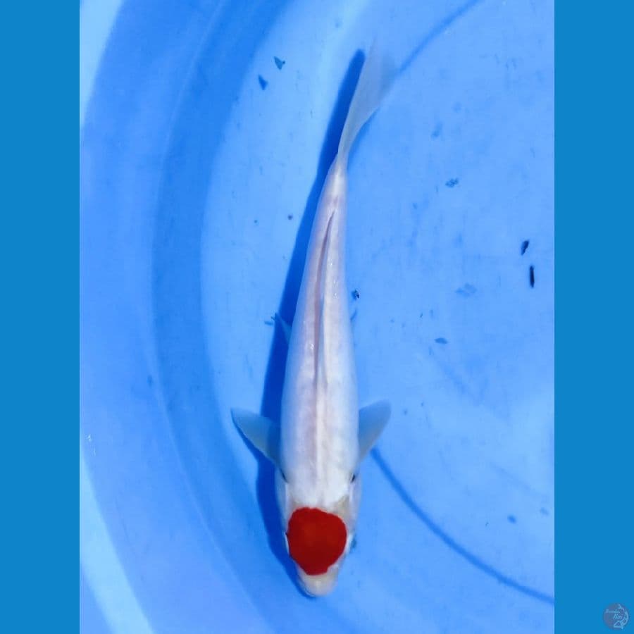 Tancho Doitsu 28CM