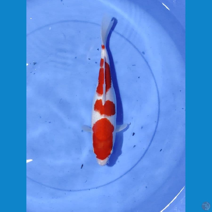 Kohaku Step 3 29CM