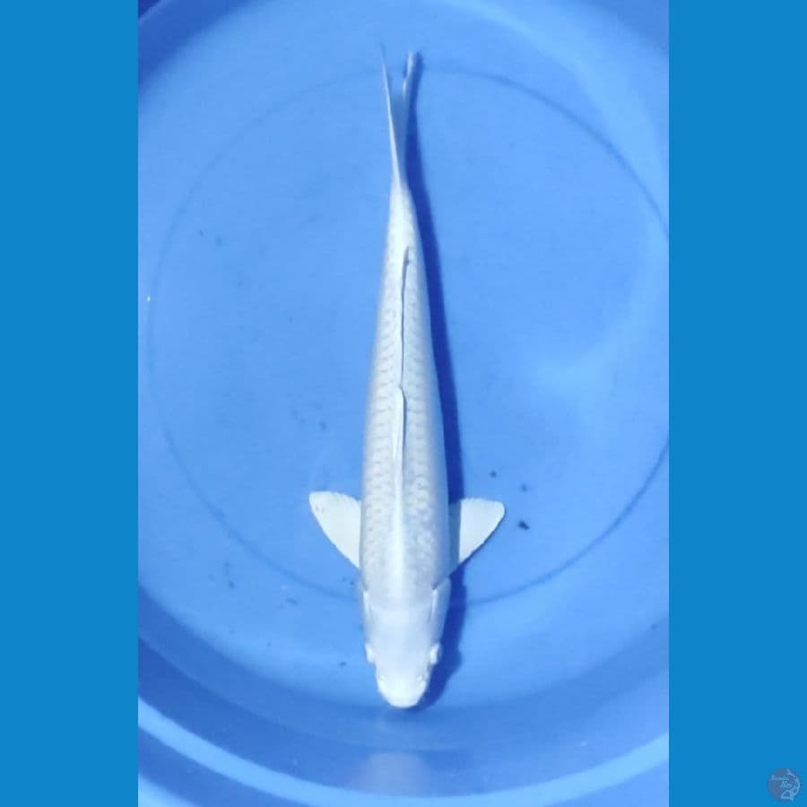 Platinum 40CM