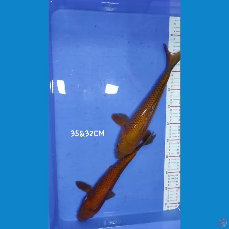 Chagoi 32&35CM