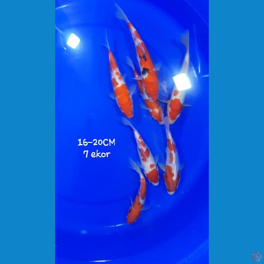 Mix 16-20CM 7 ekor