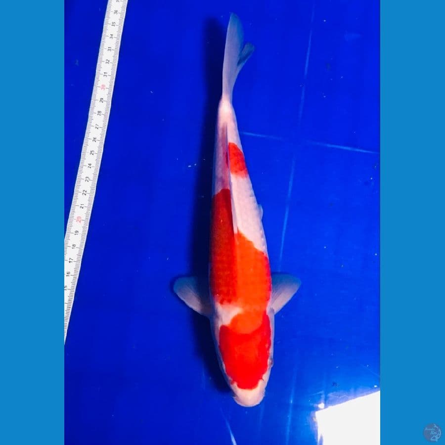 kohaku 27cm