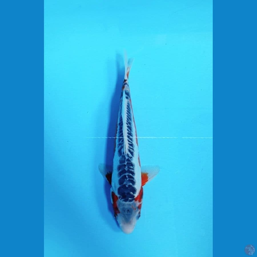 shushui 27 cm