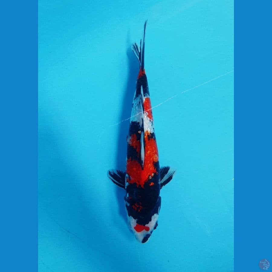 hq showa ginrin 30 cm