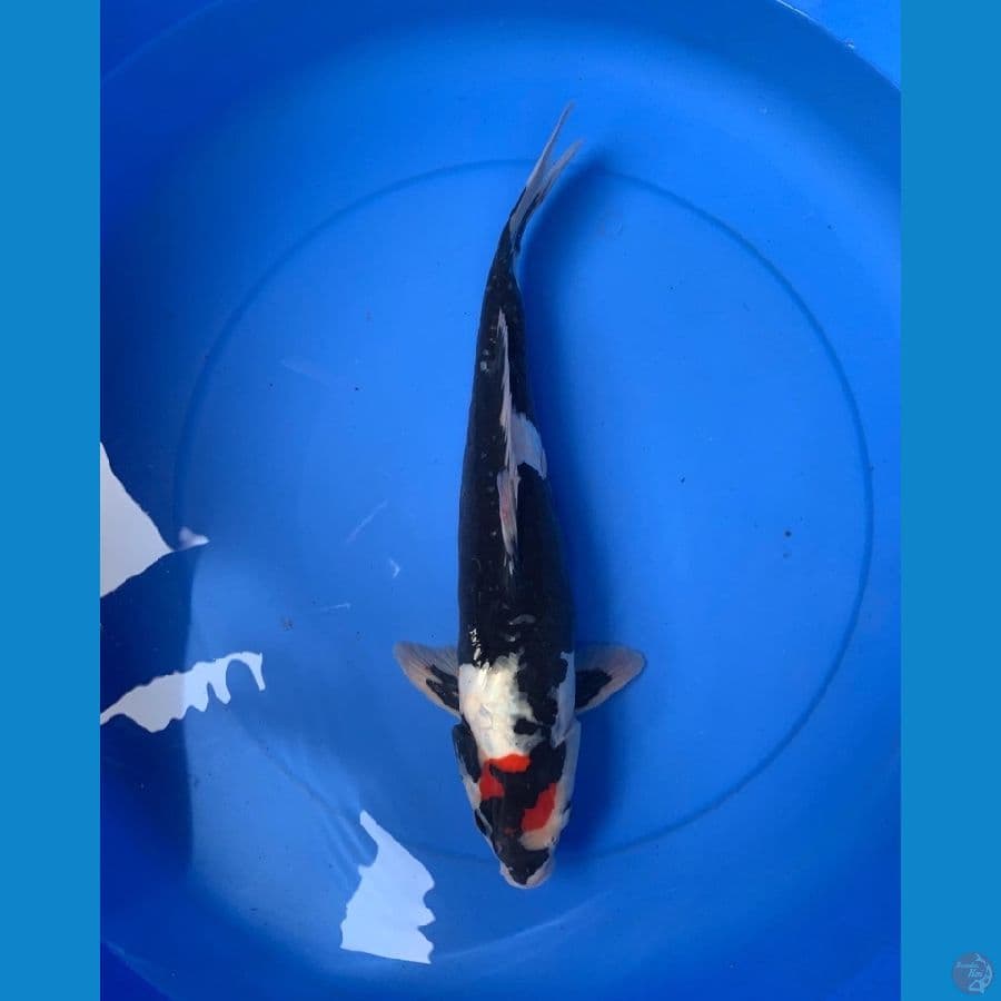 TANCHO SHOWA DOIT 40 cm