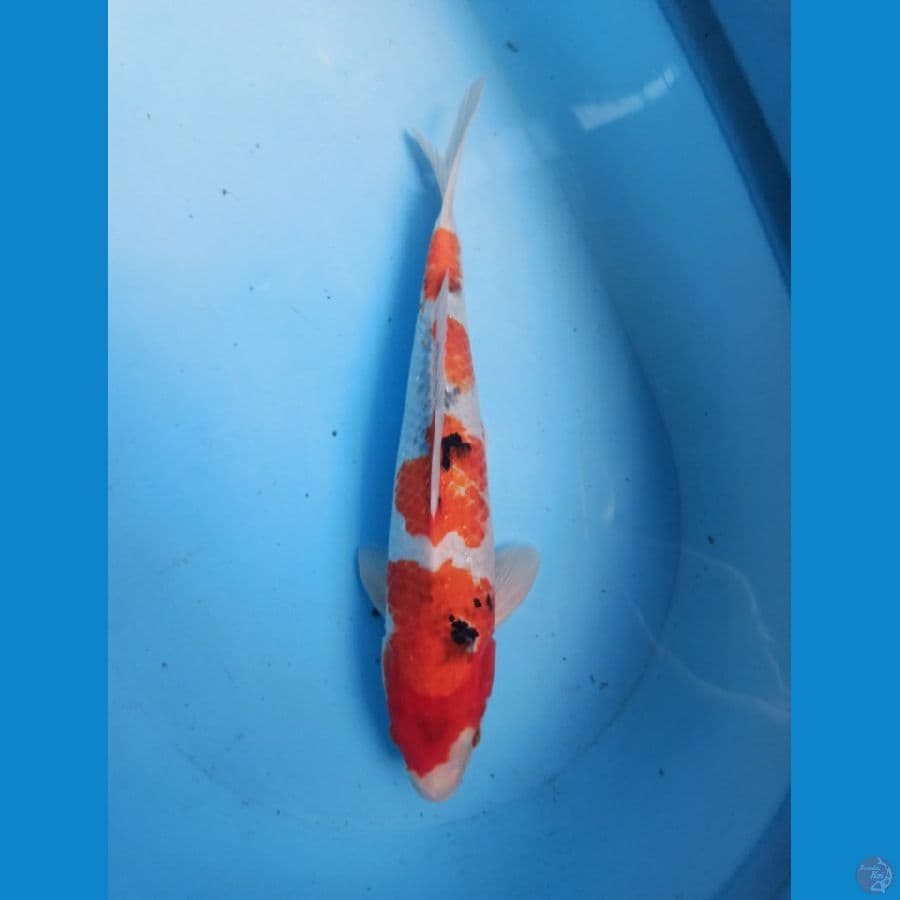 Kindai Showa 35 cm