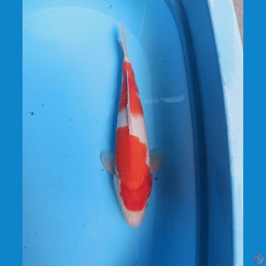 Kohaku 34 cm