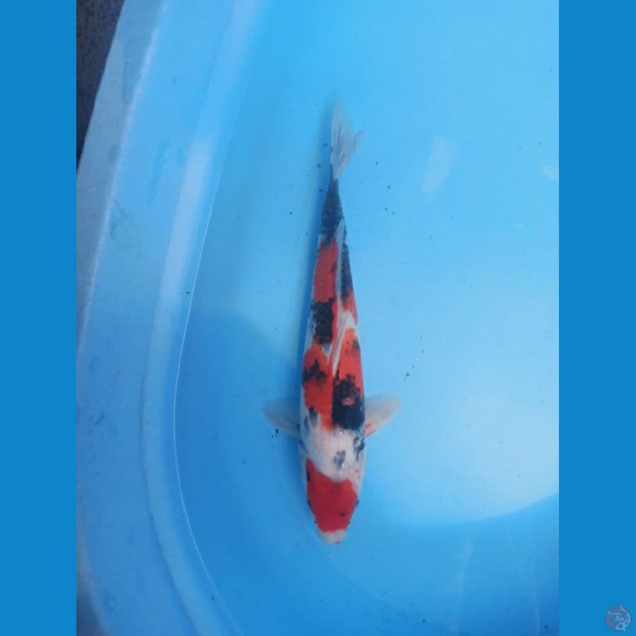 Showa 33 cm