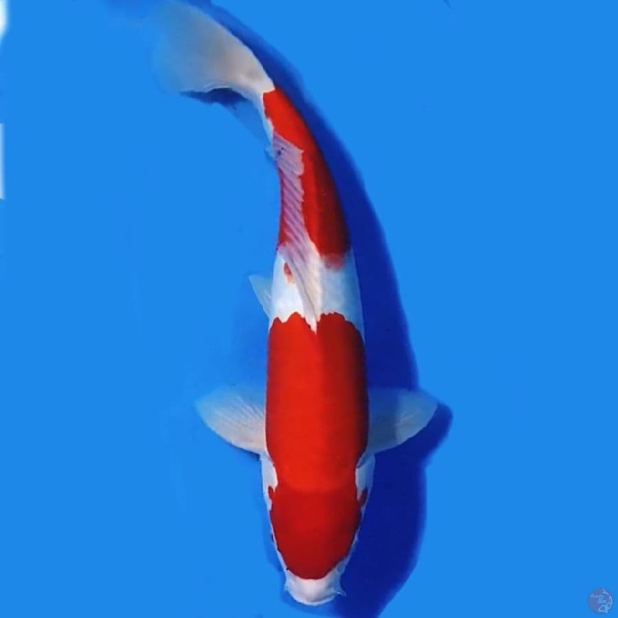 KOHAKU ORIGINAL 37CM MALE