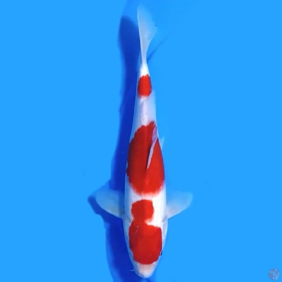KOHAKU ORIGINAL 25CM MALE