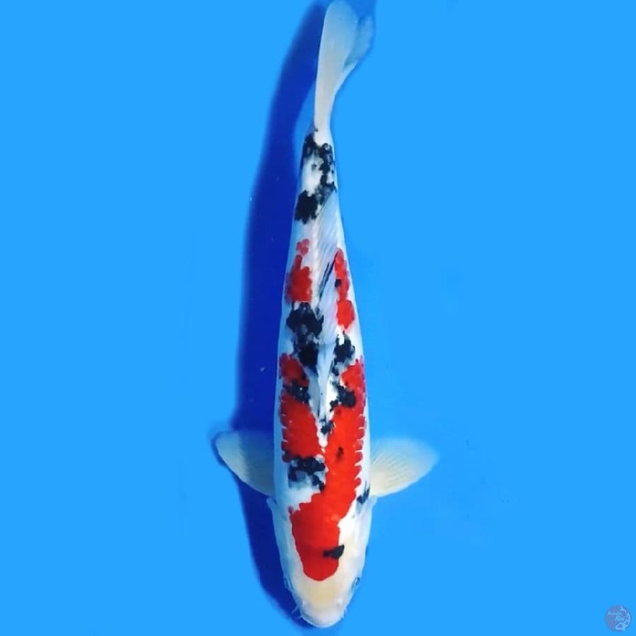 TAISHO SANSHOKU ORIGINAL 36CM MALE