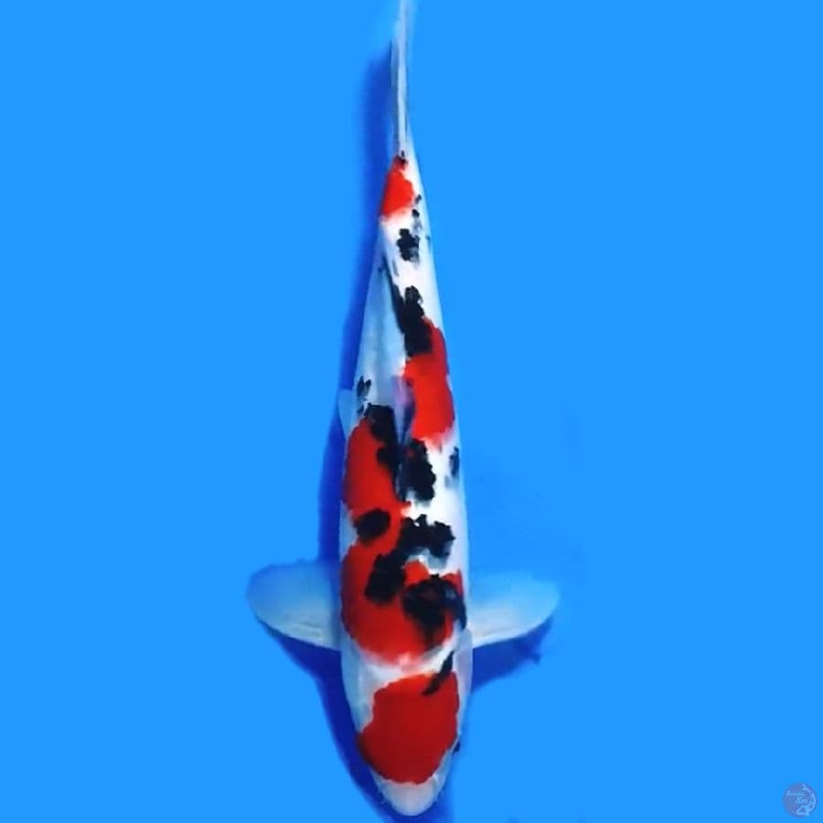 MARUTEN SANKE ORIGINAL 32CM MALE