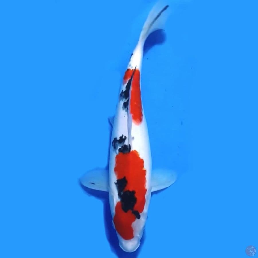 TAISHO SANSHOKU ORIGINAL 35CM FEMALE