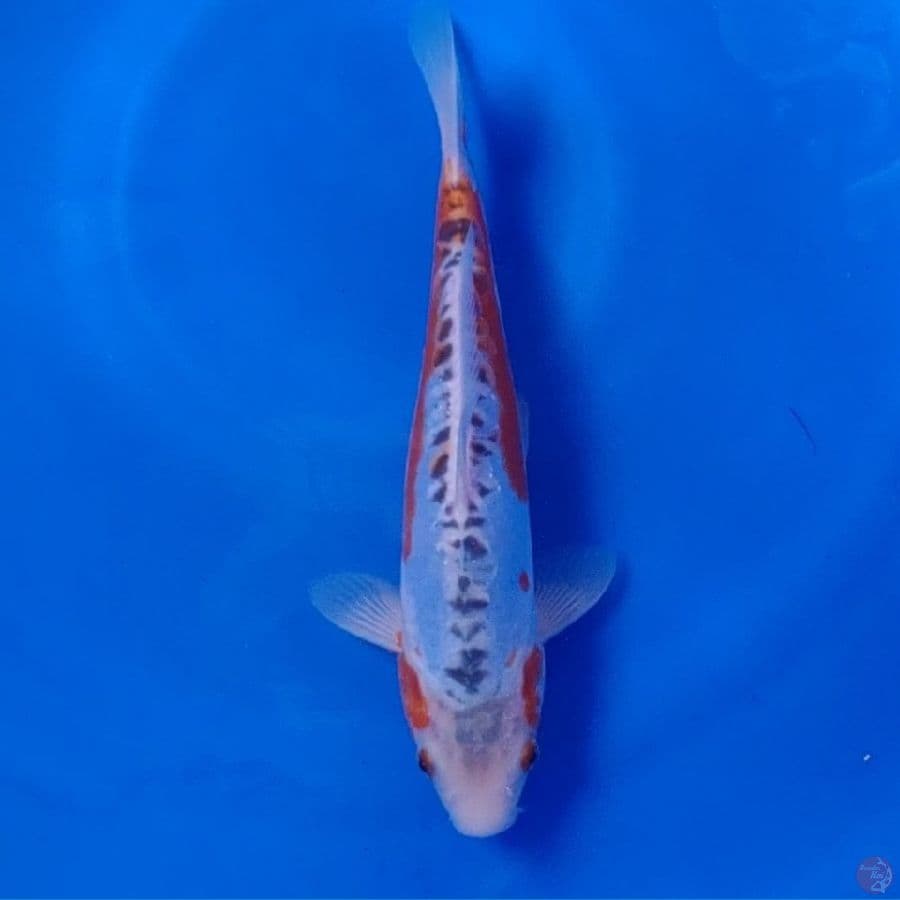Koi Import Jepang Shusui (Sertifikat Miyatora) 29cm