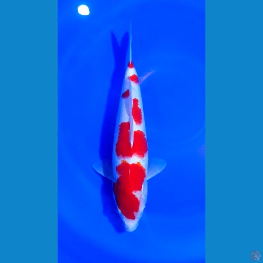 KOHAKU 40BU