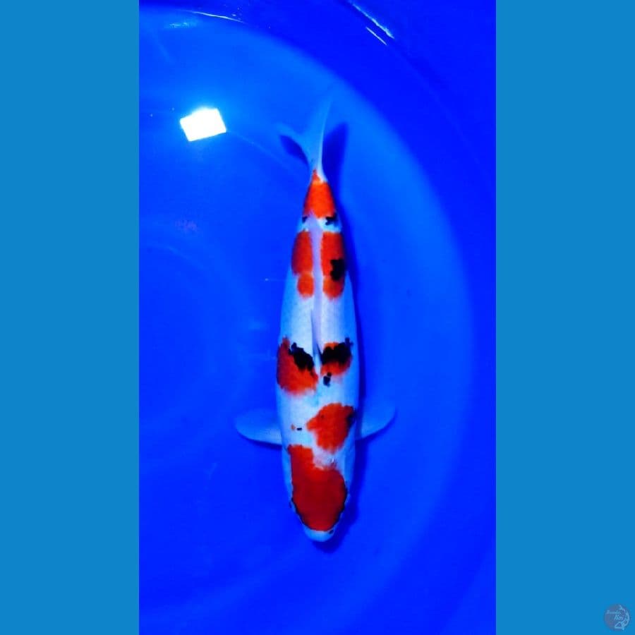 SANKE SUPER 38CM