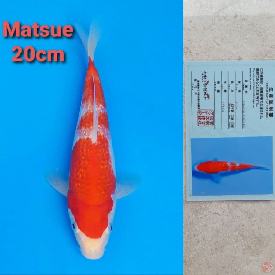 MATSUE GINRIN KOHAKU 20CM SERTI