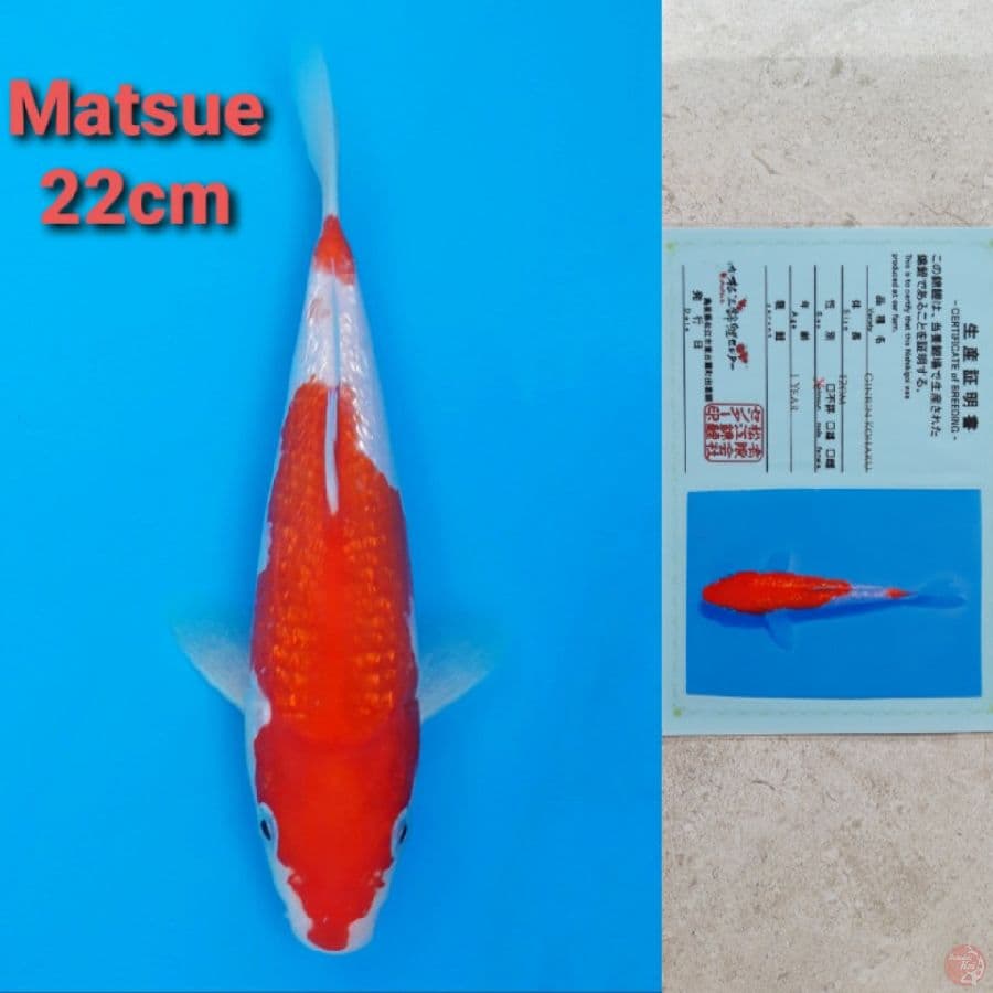 MATSUE GINRIN KOHAKU 22CM SERTI
