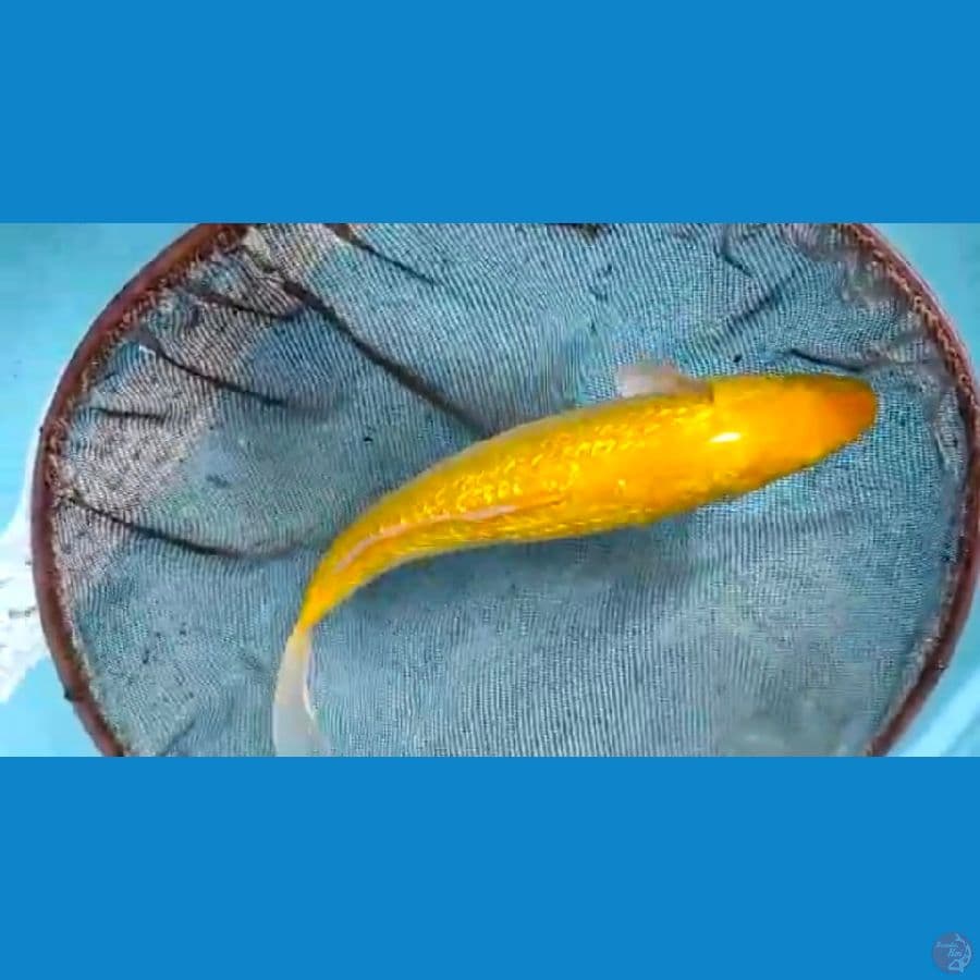 karasi 33cm
