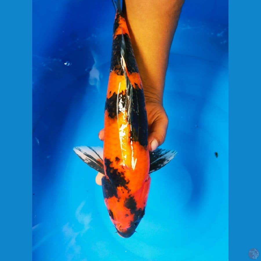 utsuri 41cm