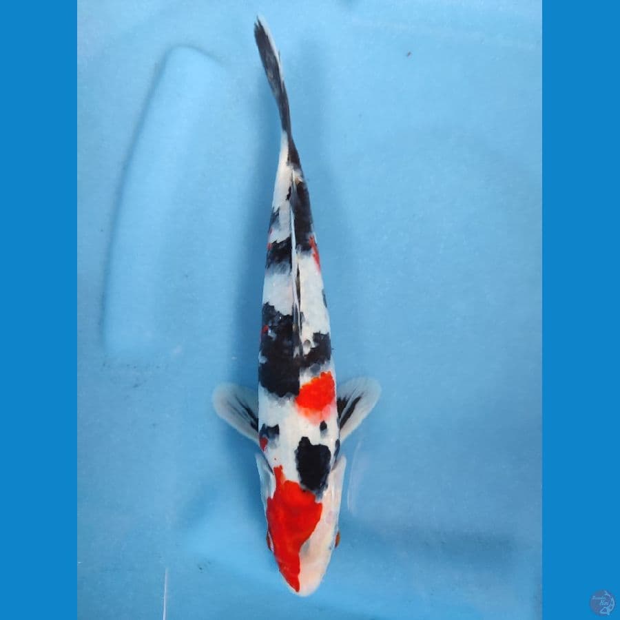 showa 24 cm