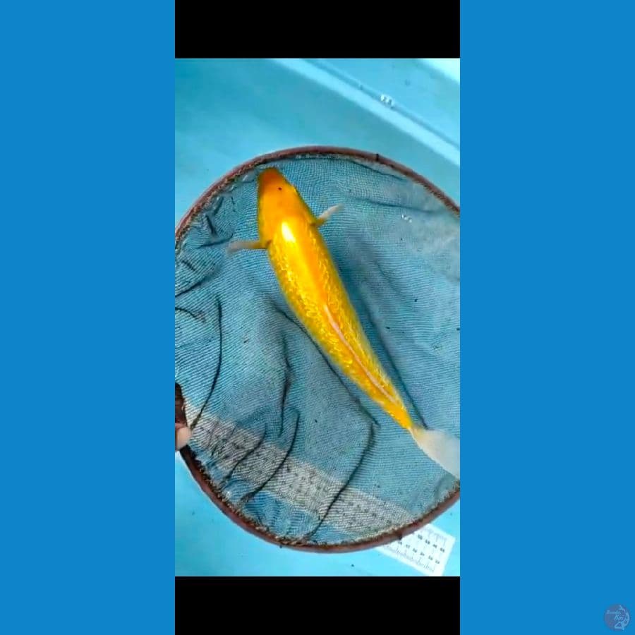karasi ginrin 35cm