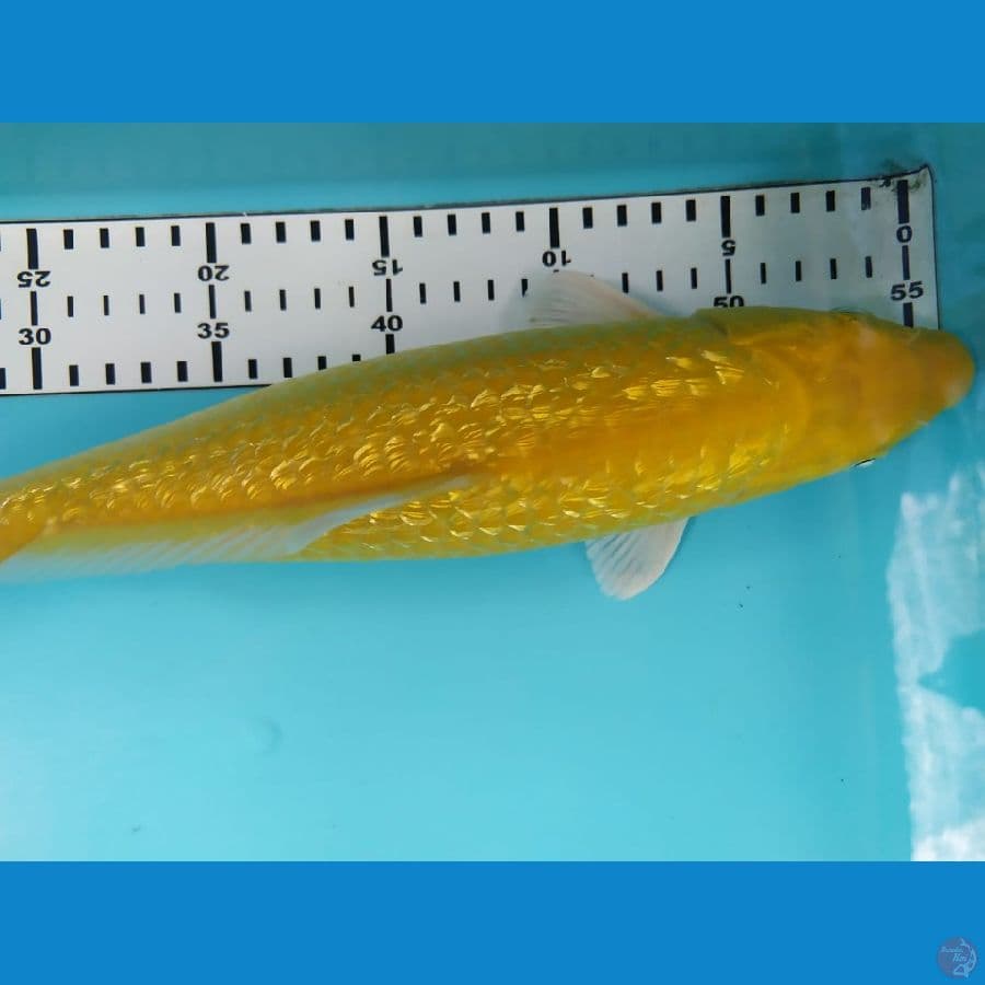 karasi fulgin 33cm