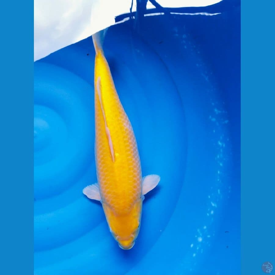 karasi 40cm
