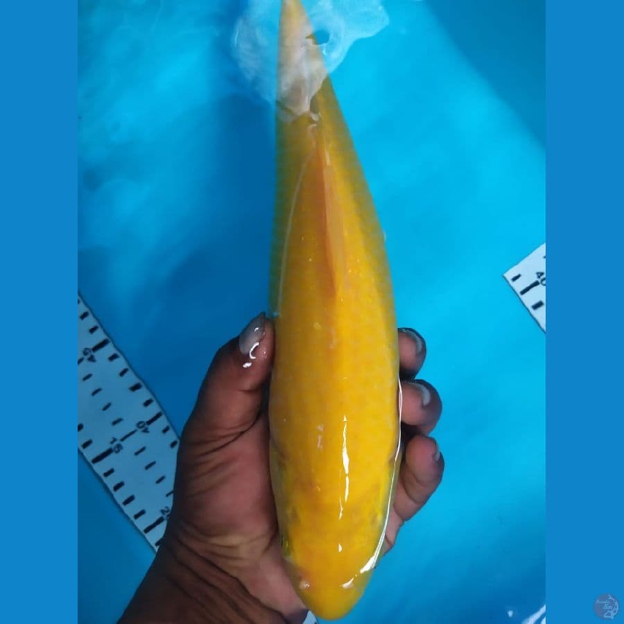 karasi 32cm