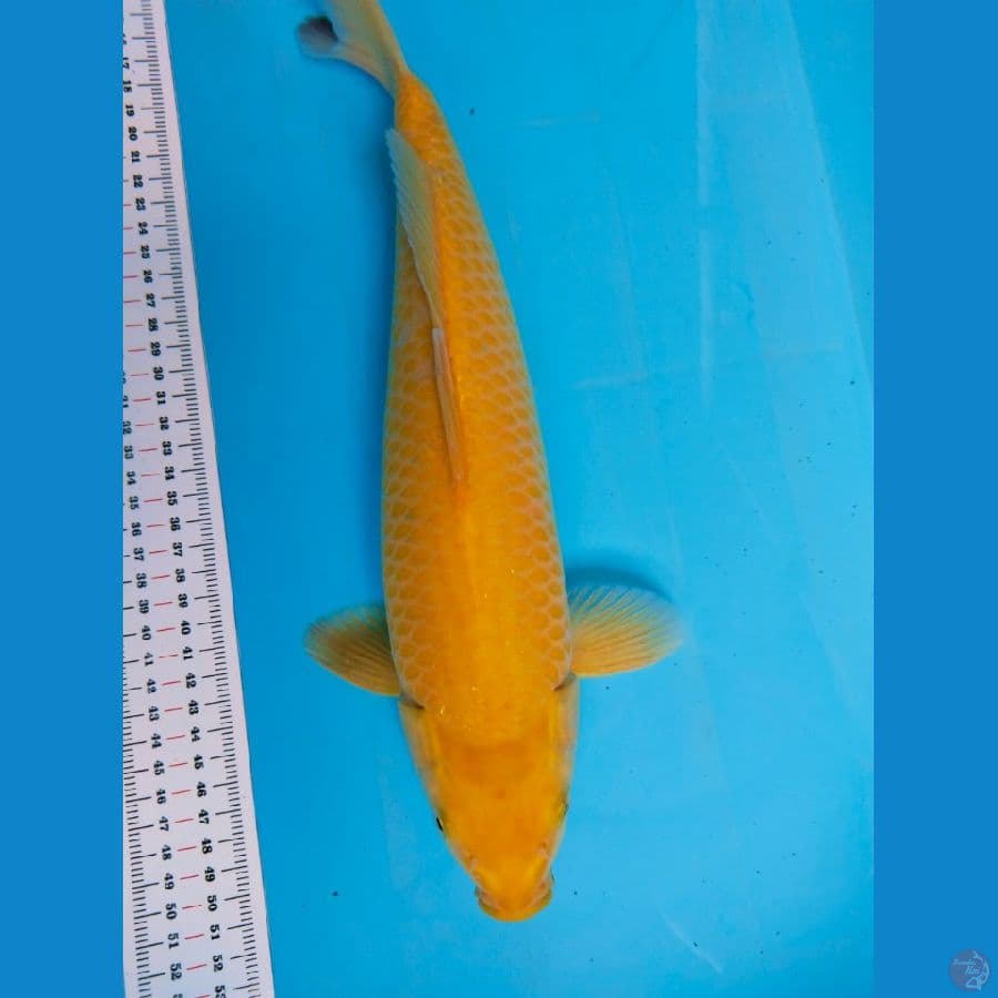 karasi 37cm