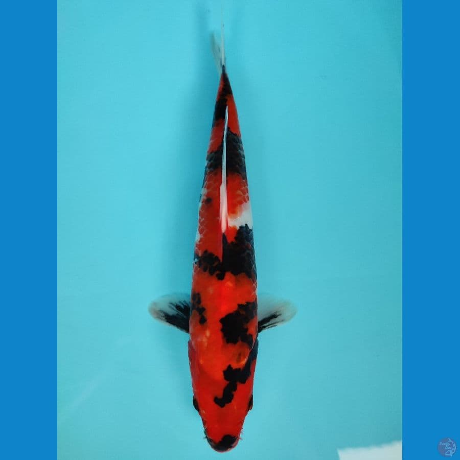 hi $howa 28cm