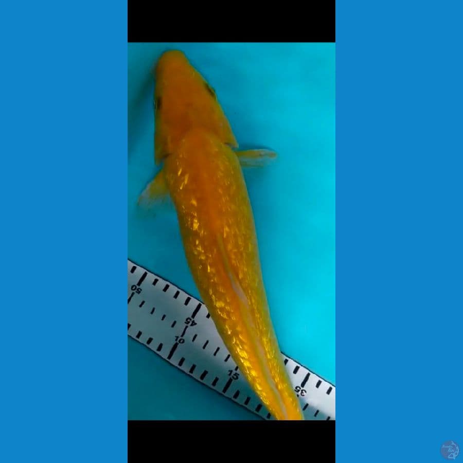 karasi ginrin 34cm