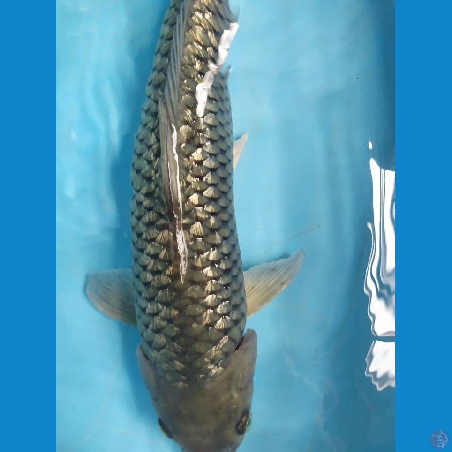 soragoi ginrin 41cm