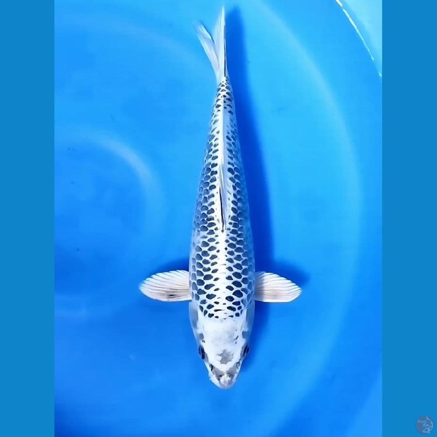 Gin Matsuba 40CM Male