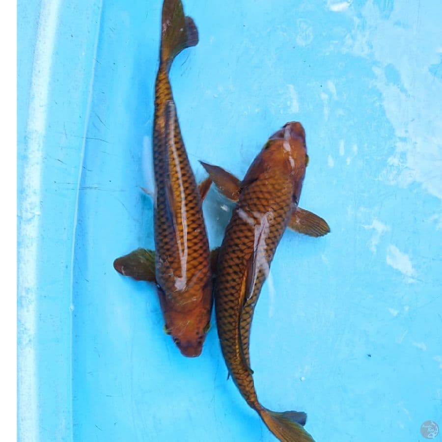 DUO CHAGOI TEMBAGA 34,35 CM