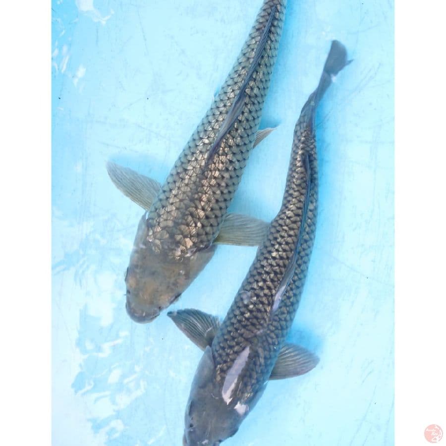 JUMBO GINRIN SORAGOI ( 2 EKOR ) 39,43 CM