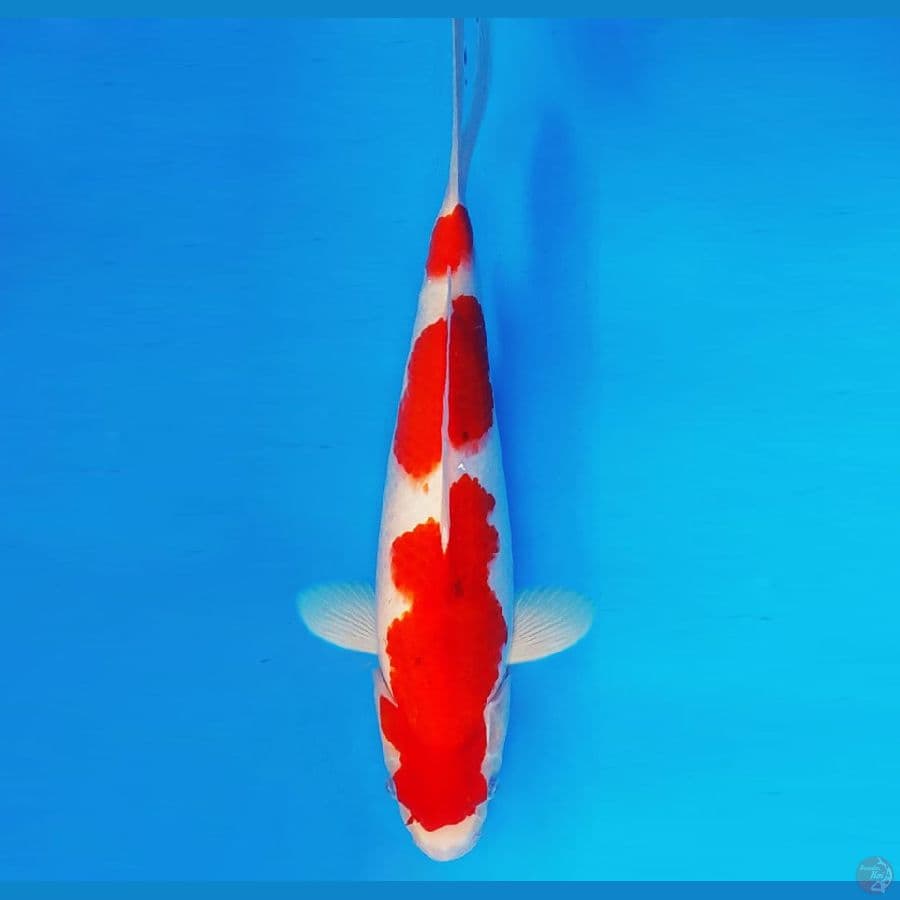 AKIRA 9 - Sanke 32 cm/male ®