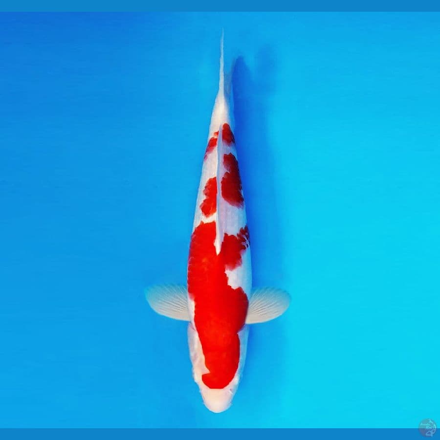 AKIRA 10 - Kohaku 32 cm/male ®