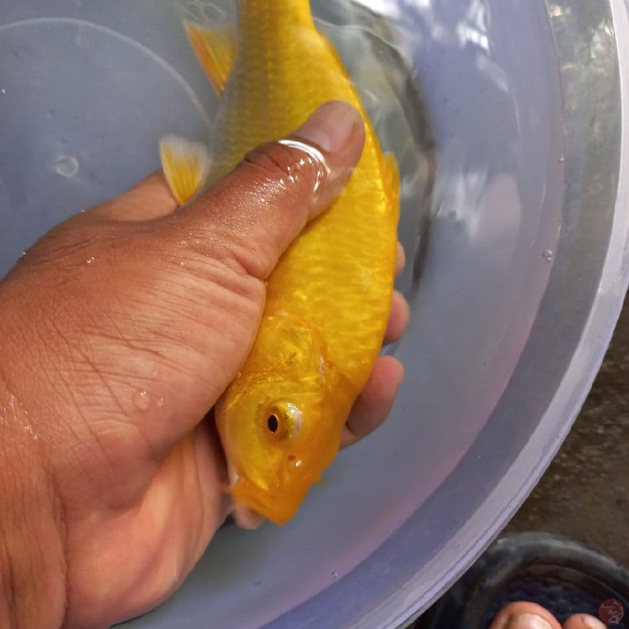 KARASHI//22 CM