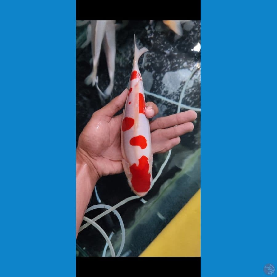 KOHAKU DOITSU SQ 25 CM MALE, ORIGINAL