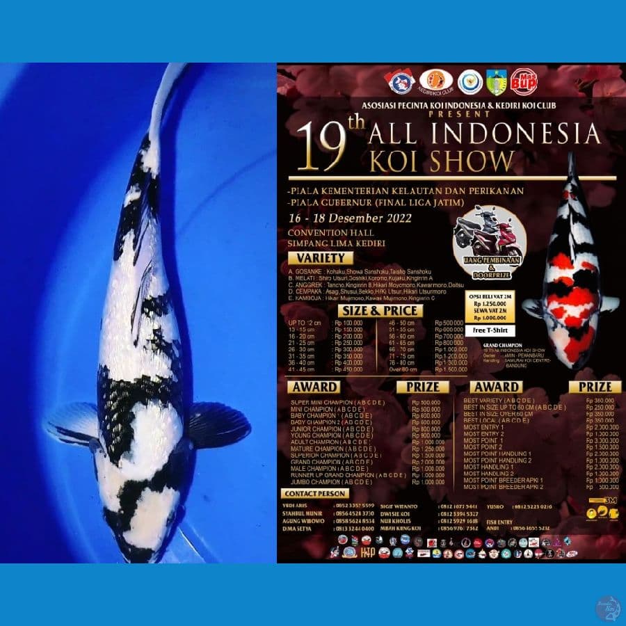 Gindrin B 38cm, Ready Show Kediri Free Handling