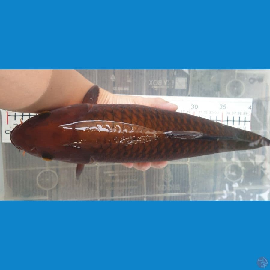 44 cm, chagoi joss