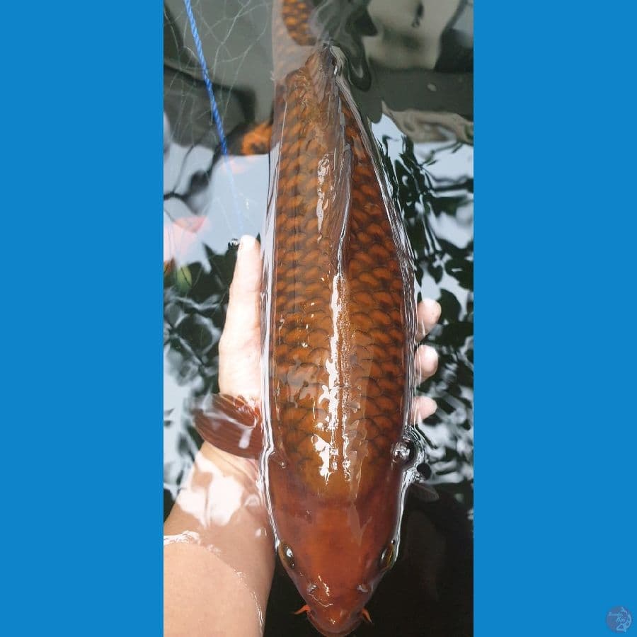 44 cm, chagoi joss